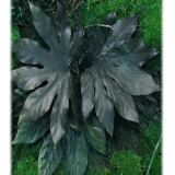 Aralia - Roślina o dużych liściach