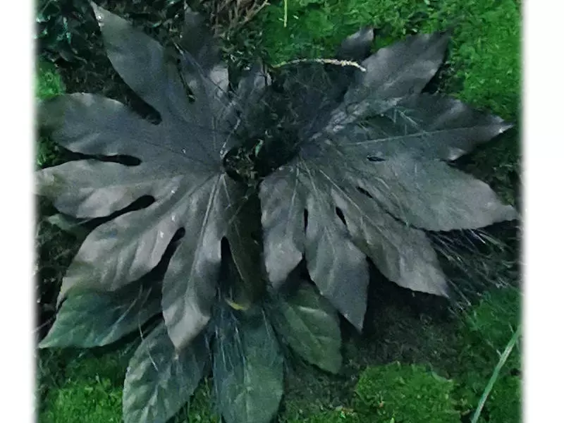 aralia1