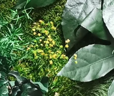 Fleuri stabilizowane o drobnej, pierzastej strukturze w dekoracji ściennej - realizacja Mossarte