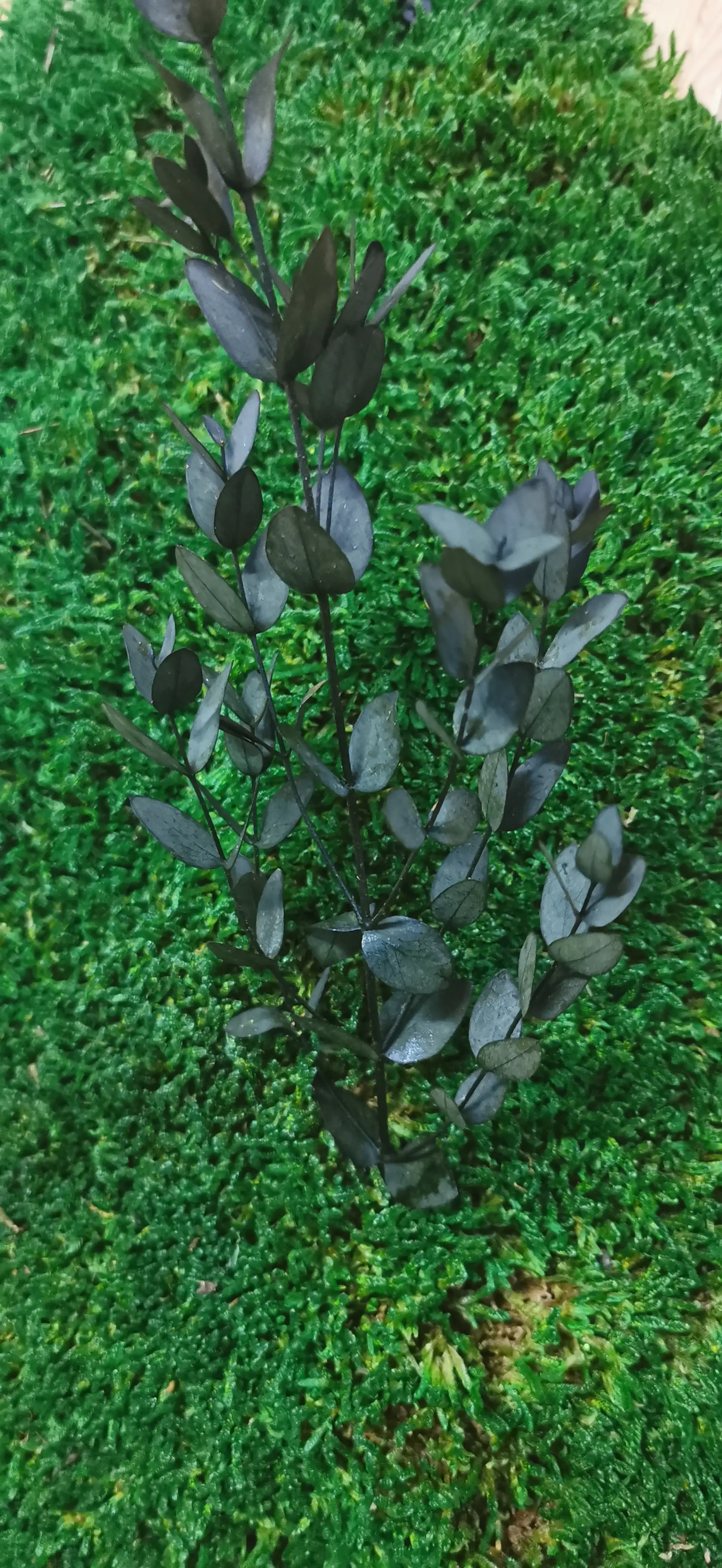Parvifolia