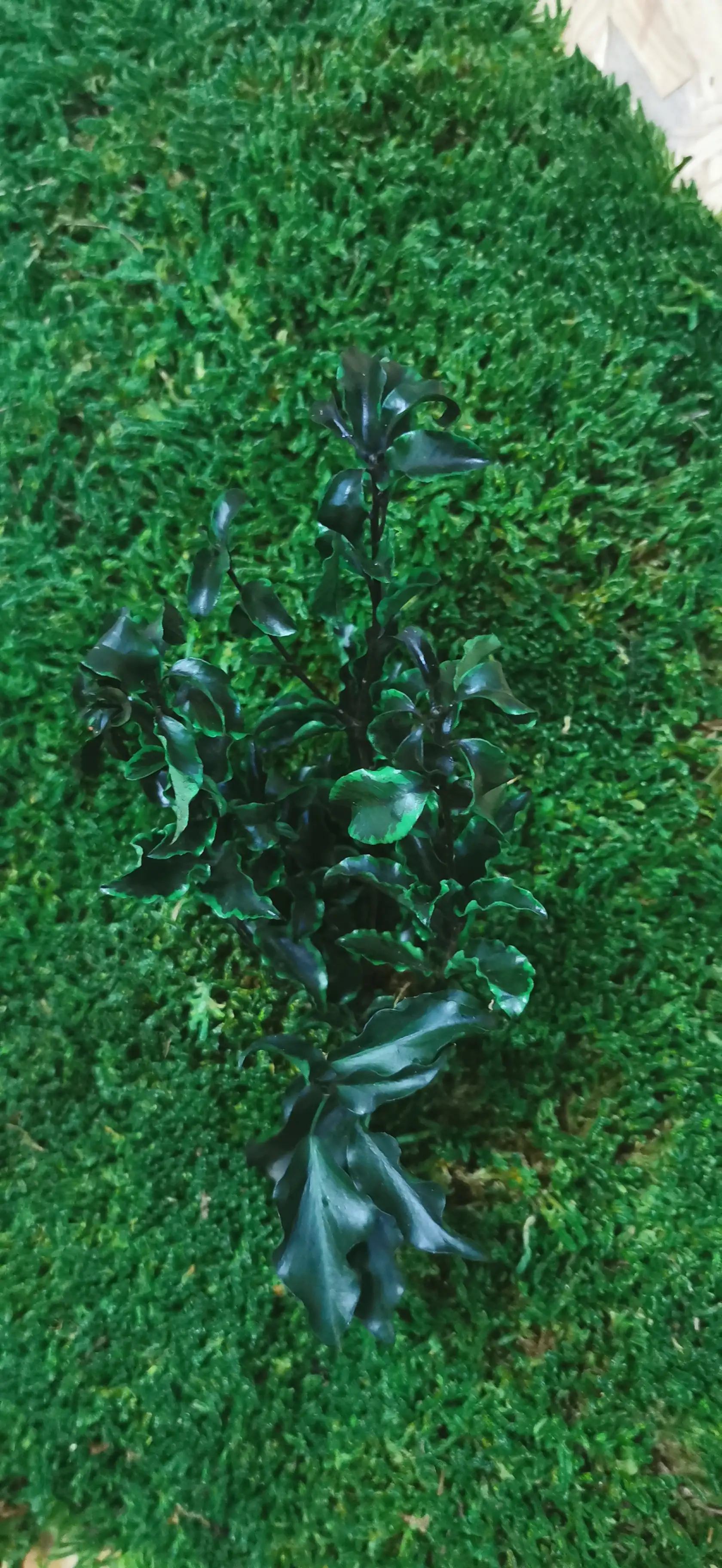 Pittosporum
