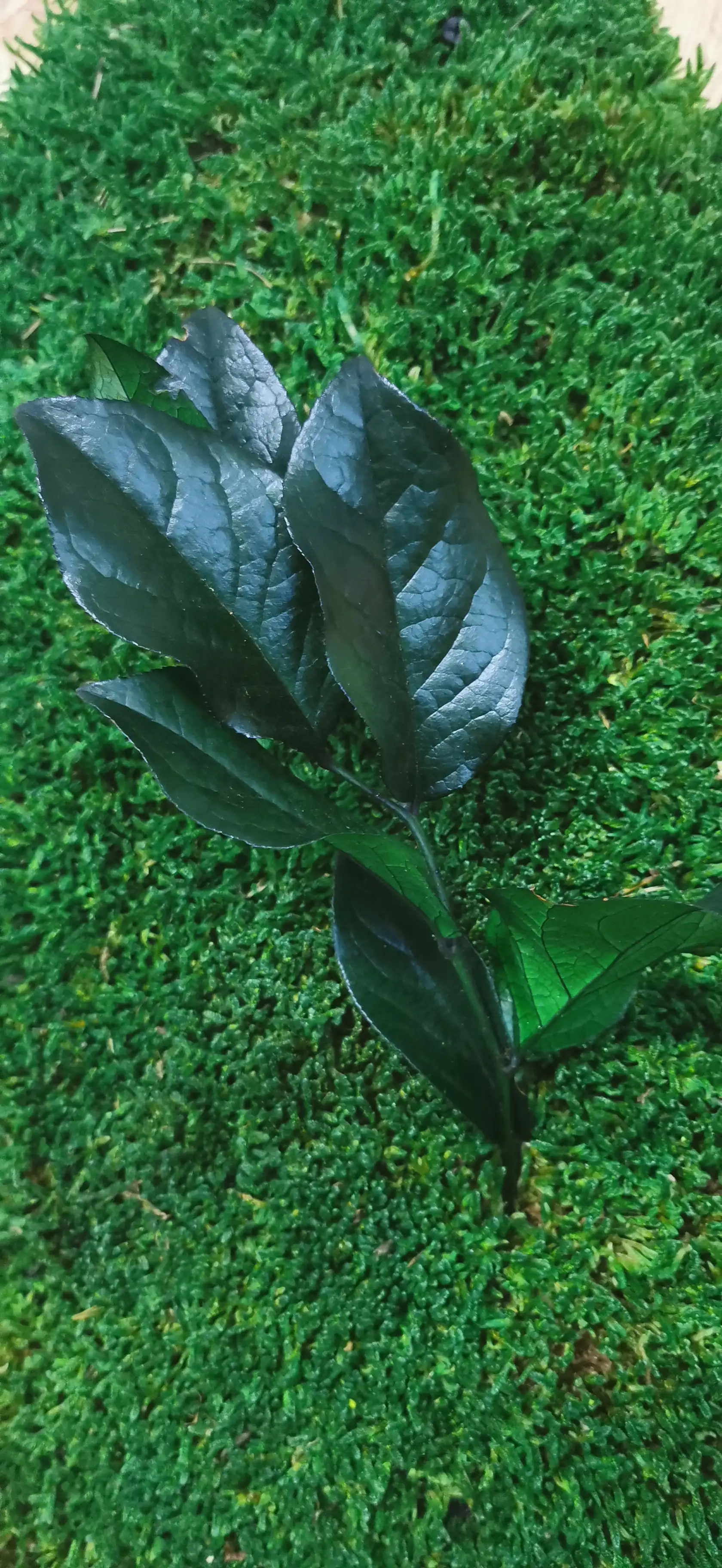 Salal