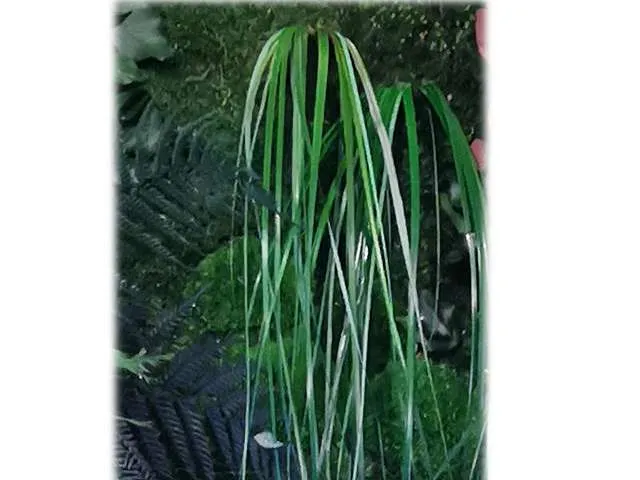 Bear grass stabilizowana w kompozycji ściennej o delikatnych, płynnych liniach - realizacja Mossarte